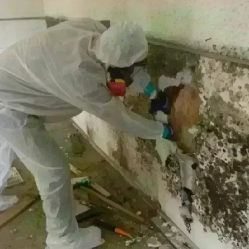 Mold Remediation and Removal in East York, PA